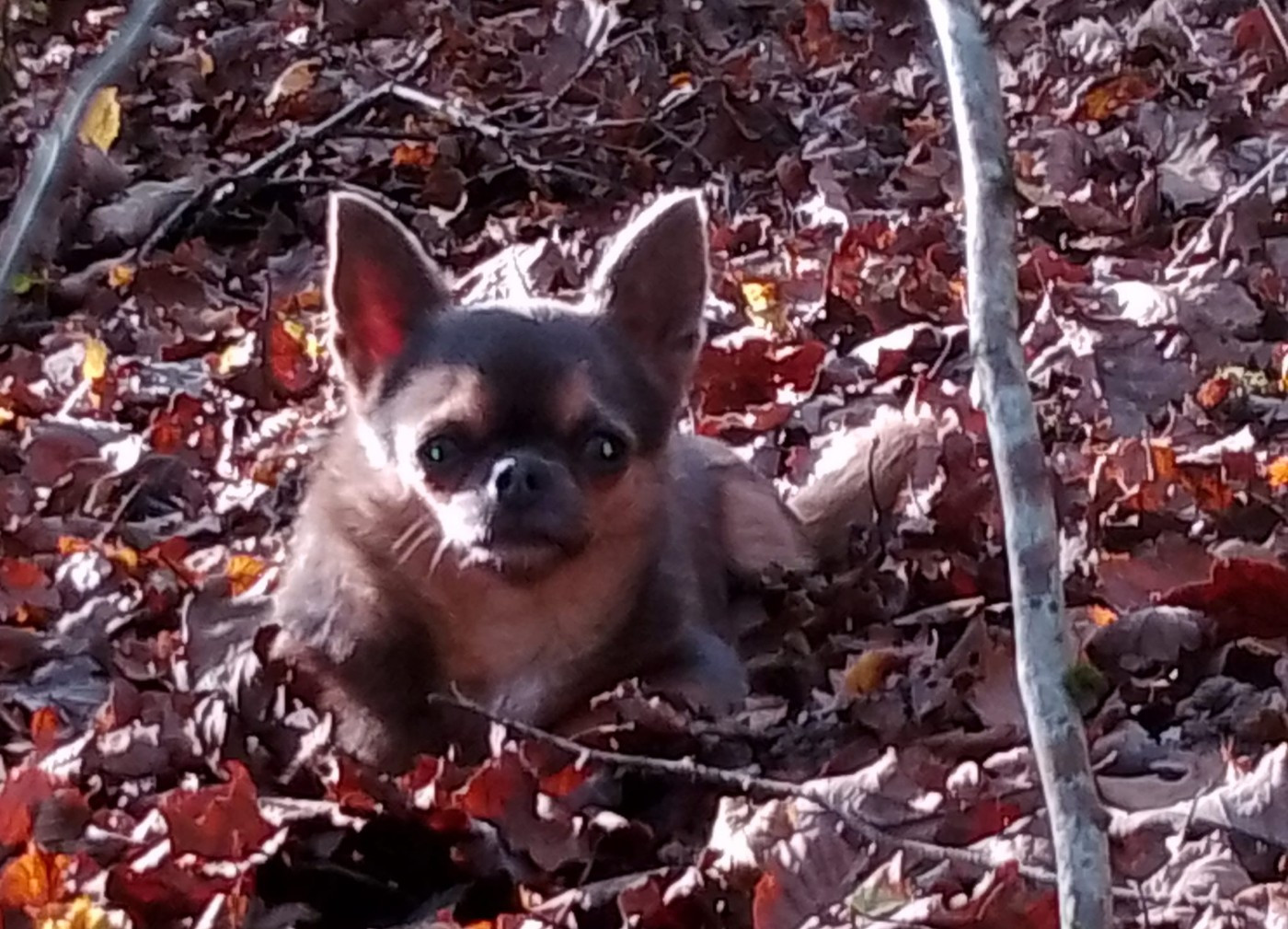 Uzzy De la Vallee de Conroy