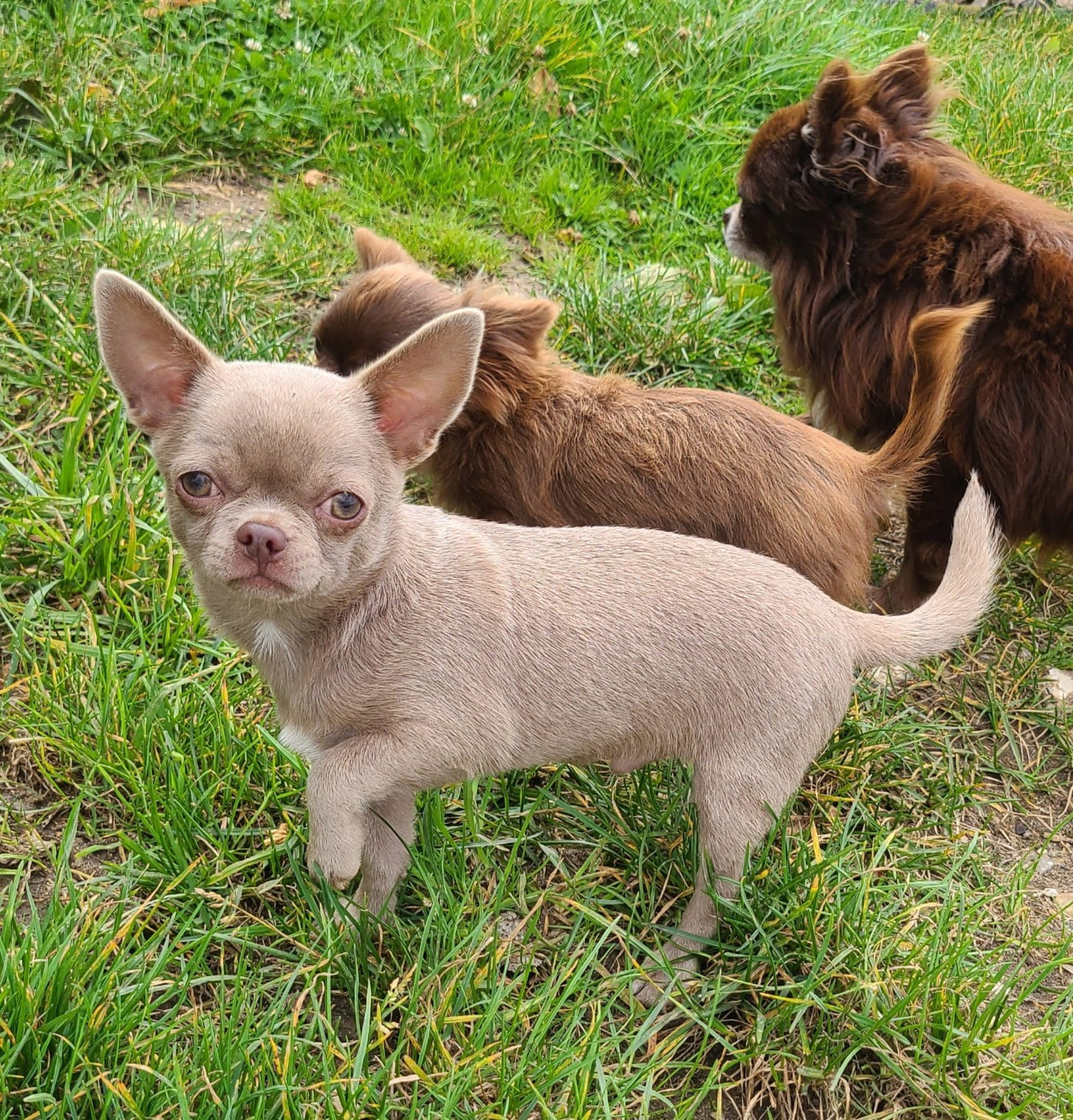 VVilow De la fontaine aux maléfices