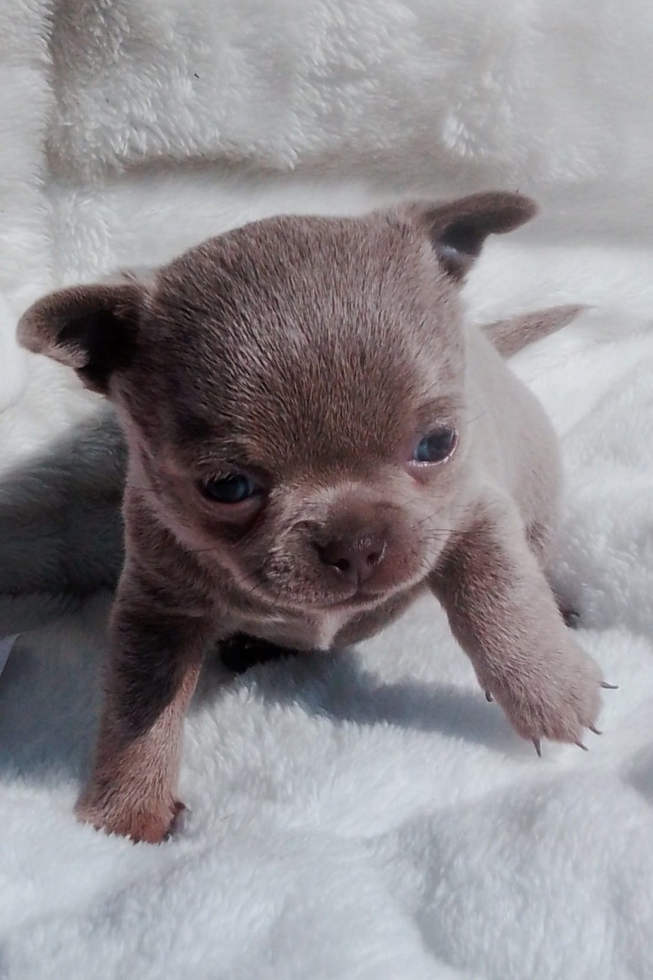 Anne-line Andry - Chihuahua - Portée née le 29/01/2026