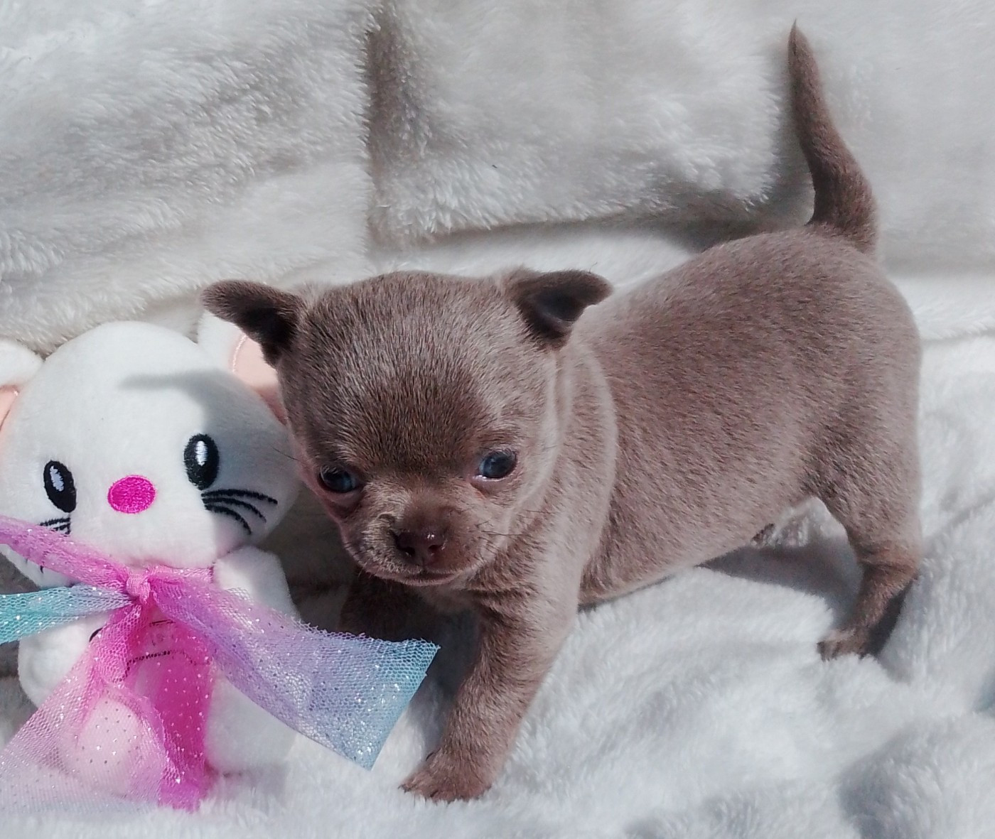 Anne-line Andry - Chiots disponibles - Chihuahua